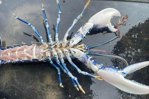 Otra vista de la langosta azul, que luego fue devuelta al agua. (Foto: Redes Sociales)