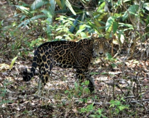 La jaguar se encontraba dentro del parque Tikal. (Foto: Esdras García)