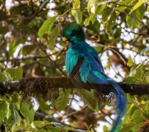 La reserva alberga decenas de quetzales. (Foto: Conap)