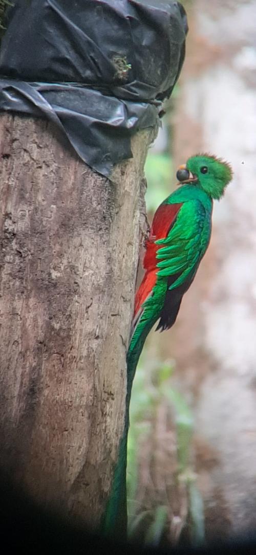 El Quetzal macho es el que cuenta con una larga cola y colores vibrantes en su pecho. (Foto: Refugio del Quetzal)