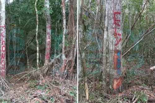 el mirador, danta, área protegida, invasión, narcotráfico, guatemala