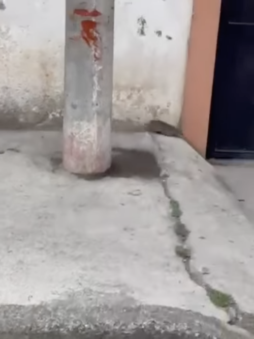 Un nido de ratas fue encontrado debajo de un vehículo abandonado. (Foto: captura de video)