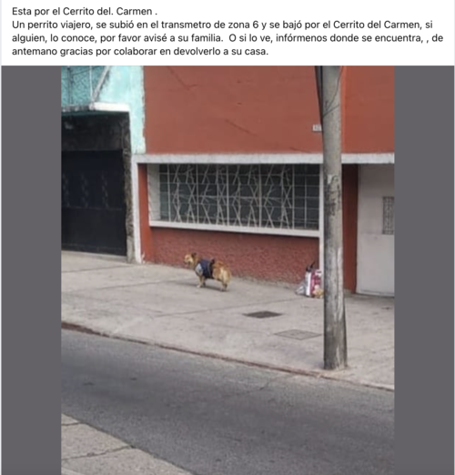 Perro, transmetro, Ciudad de Guatemala