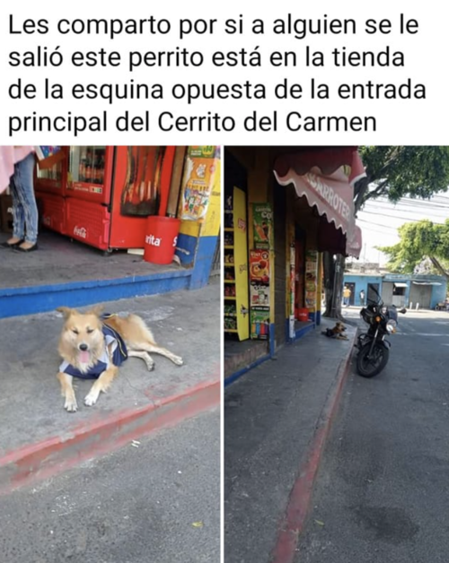 Perro, transmetro, Ciudad de Guatemala