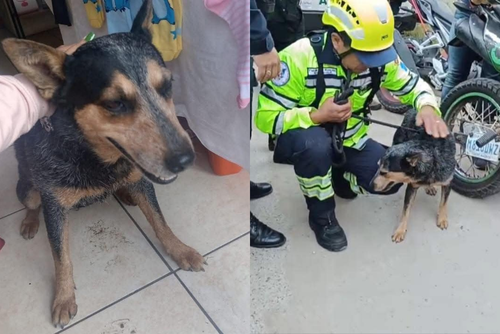 La mascota de los adolescentes fue localizada por la tarde del 16 de diciembre. (Foto: Bomberos Voluntarios)