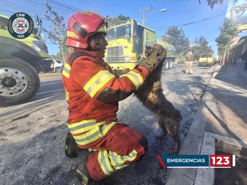 Bombero Municipal junto a perro rescatado de incendio en zona 13. (Foto: Bomberos CBM)