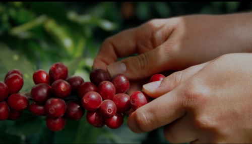 cosecha, café, exportación