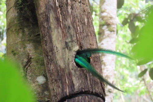 Quetzales, nido, Refugio del Quetzal, pareja