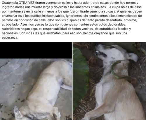 Perros, Antigua Guatemala, envenenamiento