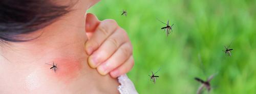 Dengue, casos, mosquito, menores 
