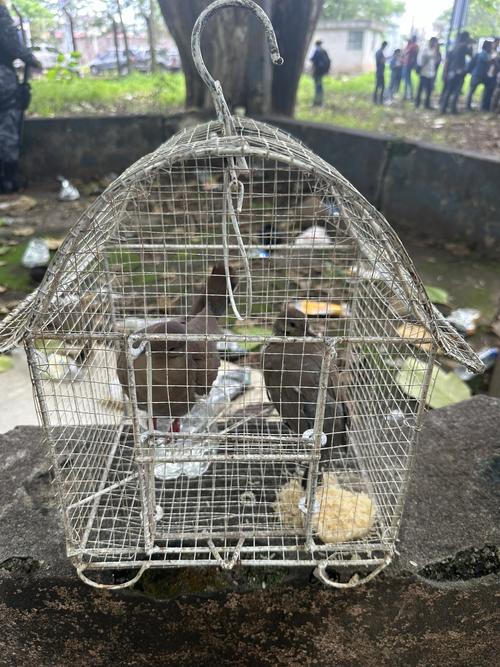 Diversos tipos de aves fueron encontrados en el centro carcelario. (Foto: SPD)