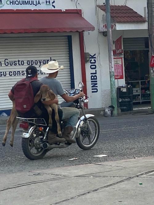 motorista, ternero, pasajero, Chiquimula, Guatemala