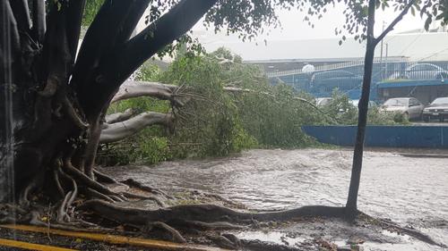 Se registran inundaciones y la caída de un árbol en la zona 5 capitalina. (Foto: Meteorología GT)