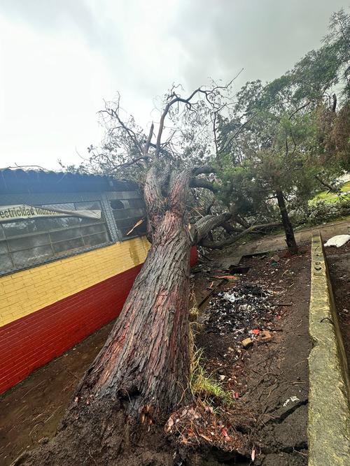 Caída de árbol genera daños en la estructura del Instituto Nacional de Quetzaltenango. (Foto: CONRED)