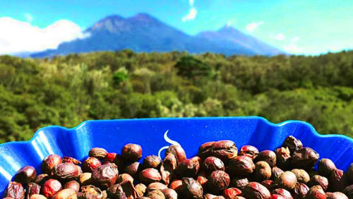 Café, cultivo, Guatemala, granos, regiones 