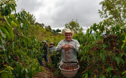 Café, cultivo, Guatemala, granos, regiones 