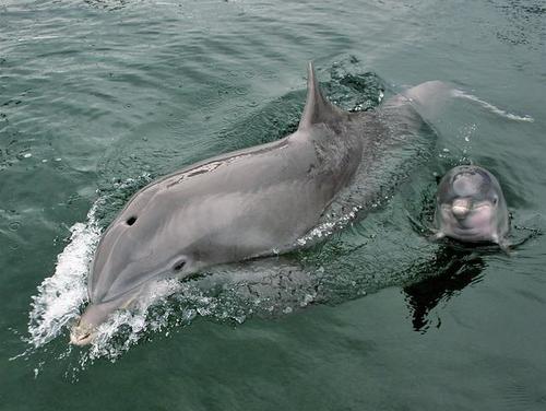 Delfines, crías, especies, Oceano, mar