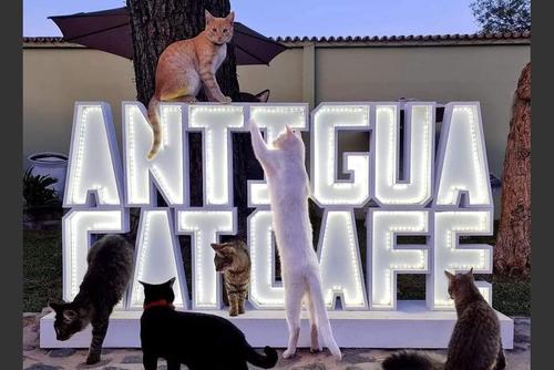 Gatos, restaurante, ambiente Antigua Cat Coffee