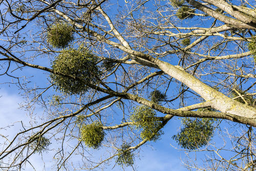 El muérdago es una planta parásita que acaba con los árboles en Guatemala. (Foto: NatGeo)