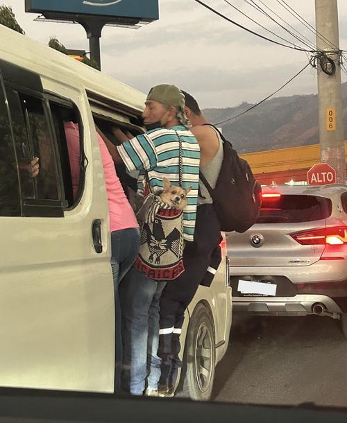 Perro, pasajero, microbús, tránsito, Guatemala