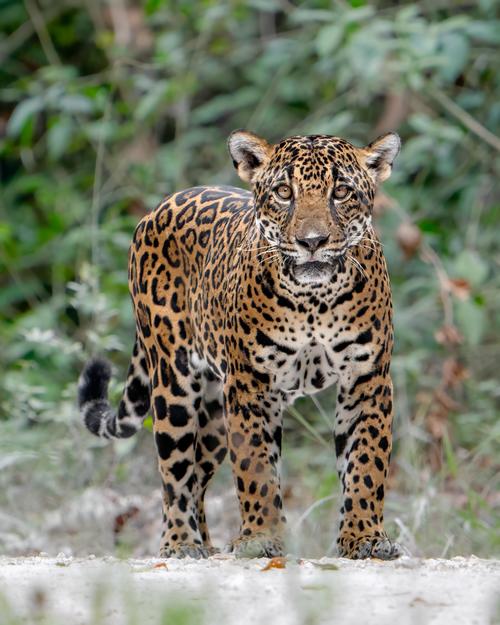 Jaguar, fotógrafos, sacrificio