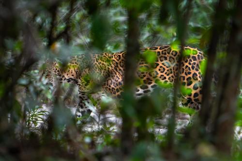 Jaguar, fotógrafos, sacrificio