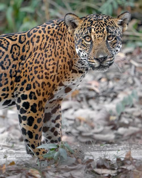 Jaguar, fotógrafos, sacrificio