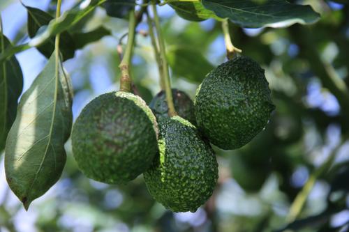 Desde hace años, Guatemala cuenta con apoyo de EE. UU. para capacitar a los productores de aguacate hass. (Foto: MAGA)