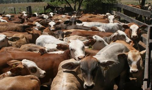 Según diputados, con la nueva ley se facilita la forma de tributar para quienes se dedican a la ganadería bovina y otros sectores productivos. (Foto: Archivo/Soy502)