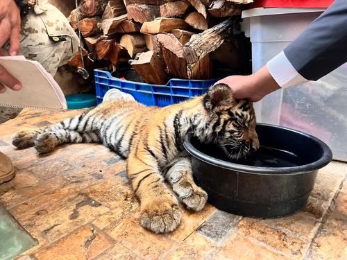 Cuando los localizaron, los tigres tenían cuatro meses de edad. (Foto: Conap)