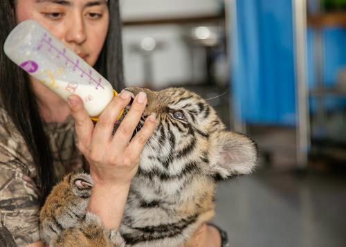 Los tigres han recibido múltiples cuidados desde que fueron rescatados. (Foto: Conap)