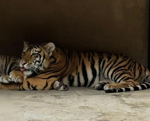 Este es uno de los felinos rescatados en Villa Nueva, en mayo pasado. (Foto: X/Patty Orantes)