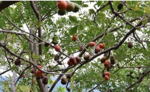 Foto: Centro Ecoturístico El Jícaro.