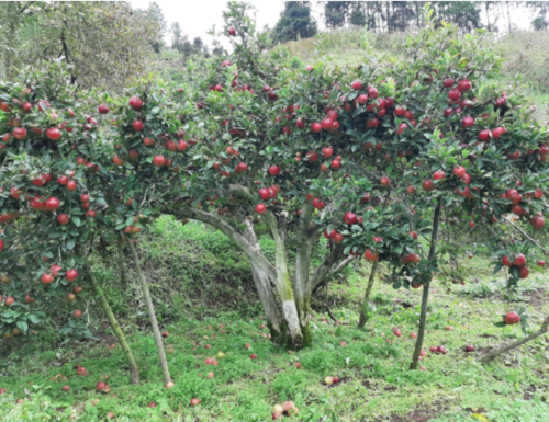 Foto: Agronotas. 