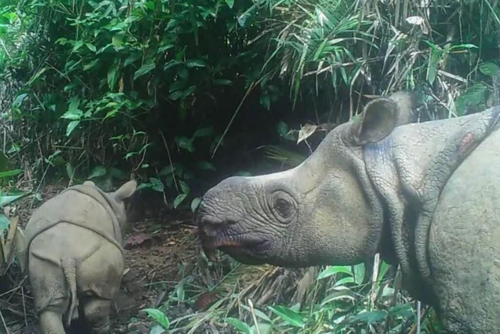 La cría, llamada Iris, fue vista caminando junto a su madre (Foto: El Universo)