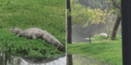 Esta era la imagen con la que vecinos alertaron por el avistamiento de cocodrilos en el residencial. (Foto: redes sociales)