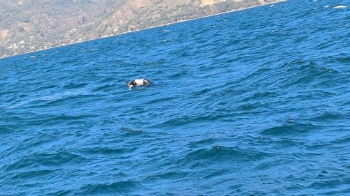 Mauricio desapareció en la Bahía Sanjuyú de Panajachel, en el Lago de Atitlán, mientras realizaba labores de pesca. (Foto: Bomberos Voluntarios)