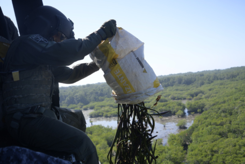 La meta de esta iniciativa es restaurar los bosques de mangle, que son fundamentales para la biodiversidad y la protección costera, dañados por los incendios forestales.  (Foto: Ejército de Guatemala)