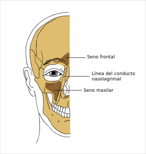 Ubicado en los pómulos, el maxilar es una de las cuatro cavidades más grandes en las cabezas humanas. (imagen: Wikipedia)