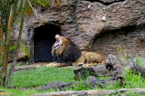 En el Zoológico también se rescatan y cuidan animales en peligro, como ejemplo este león de la Aurora que fue encontrado en las faldas del Volcán de Pacaya abandonado por un circo local. (Esteban Biba/Soy502) 