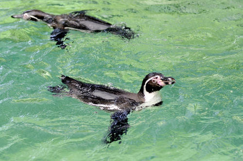 Los Pingüinos de Humboldt han duplicado las visitas a La Aurora desde su llegada al parque. (Esteban Biba/Soy502)