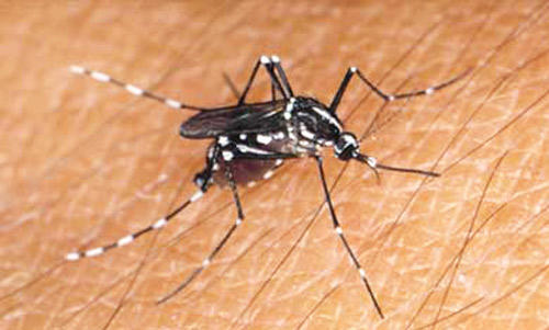 Los principales transmisores son los mosquitos aedes albopictus y aedes aegypti. (Foto: Featured Creatures)