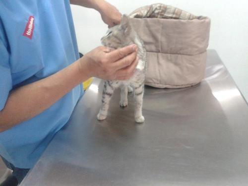 El gatito fue examinado el la Clínica San Cristóbal, según comparten en el perfil de la organización que lo rescató. (Foto: Facebook)