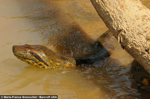 Asustada pero feliz, la serpiente por fin regresó a casa. (Marie-France Grenouillet/Barcrotf USA) 