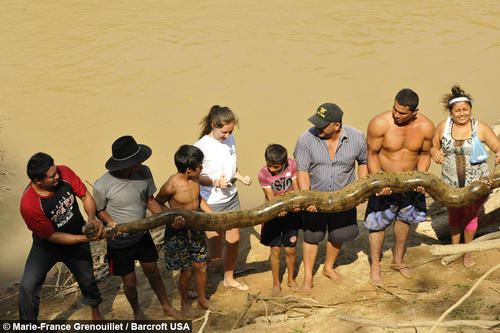 La serpiente mide 16 pies de largo, se requirio la ayuda de 10 personas para moverla y regresarla a su hábitat. (Foto: Marie-France Grenouillet/Barcroft USA) 