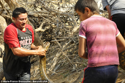 Los locales ayudaron a una pareja de naturalistas a rescatar a una anaconda que se hospedaba en la cabaña donde pasaban sus vacaciones. (Foto: Marie-France Grenouillet/Barcroft USA)