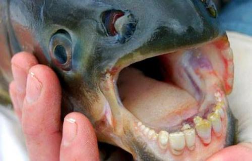 La especie tiene dientes, pero no es carnívora. (Foto: Noticias SC)