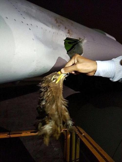 El águila falleció a causa del fuerte impacto contra la aeronave. (Foto: Daily Mail)