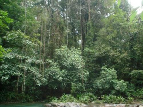 Los bosques tropicales son aquellos que reciben más de 2 mil milímetros de lluvia anual (Foto: FundaEco)