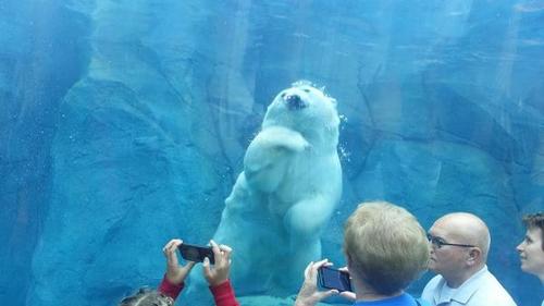 Osos POlares Winnipeg zoo 01